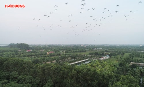 Vườn cò mới phát hiện ở Vĩnh Hòa